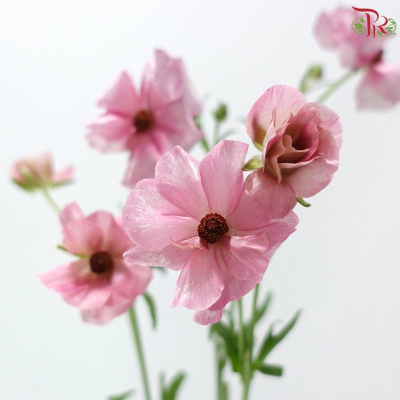 Ranunculus Butterfly - Pink Purple (Per Bunch) **Fragile