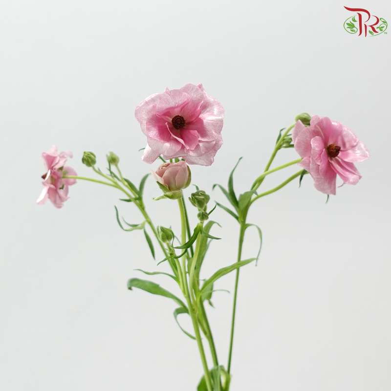 Ranunculus Butterfly - Pink Purple (Per Bunch) **Fragile