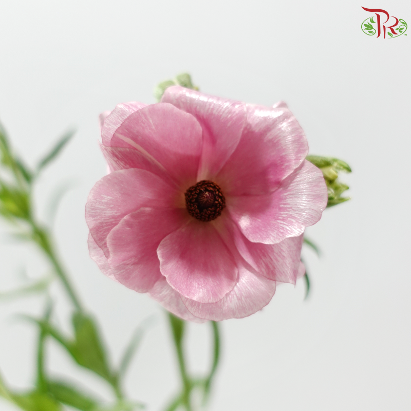Ranunculus Butterfly - Pink Purple (Per Bunch) **Fragile