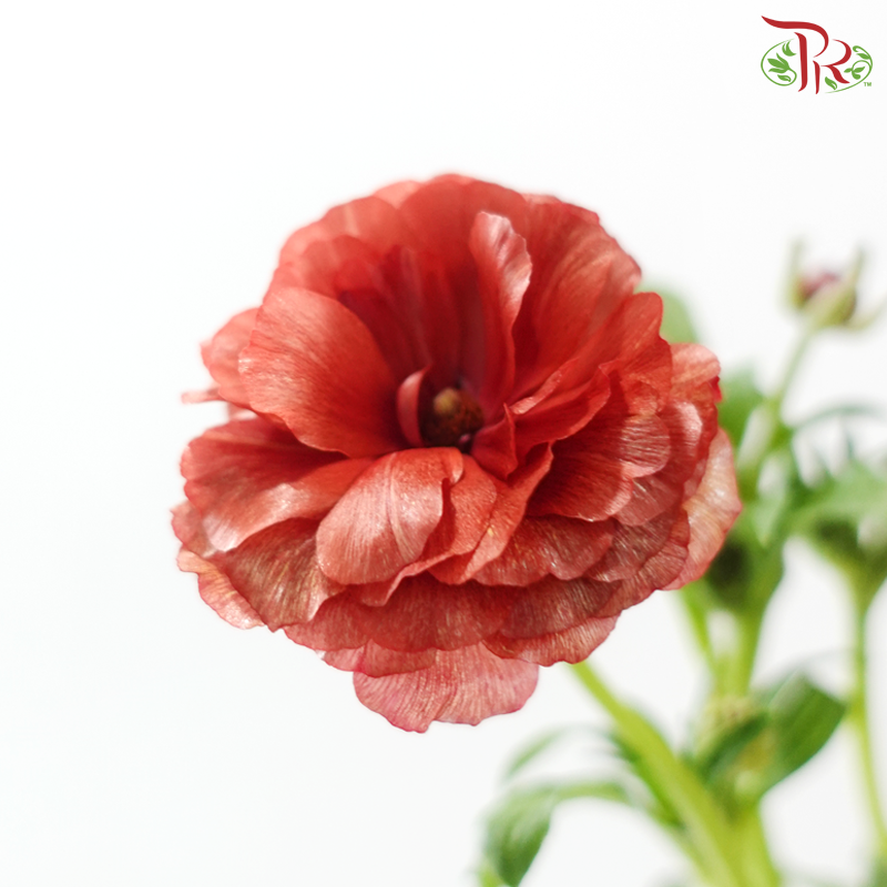 Ranunculus Butterfly - Dark Red (5 Stems) **Fragile**