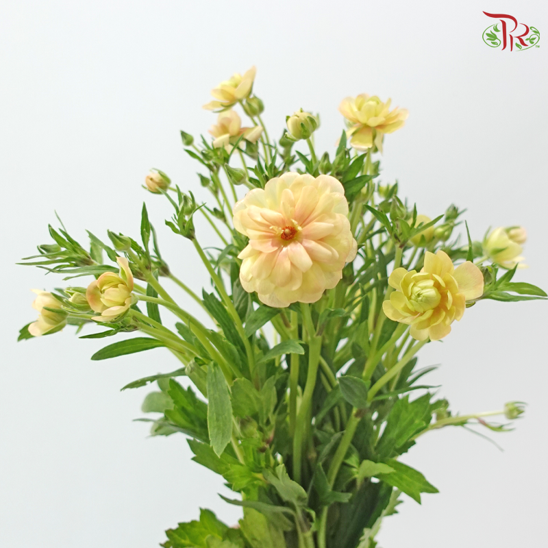 Ranunculus Butterfly - Salmon (5 Stems) **Fragile**