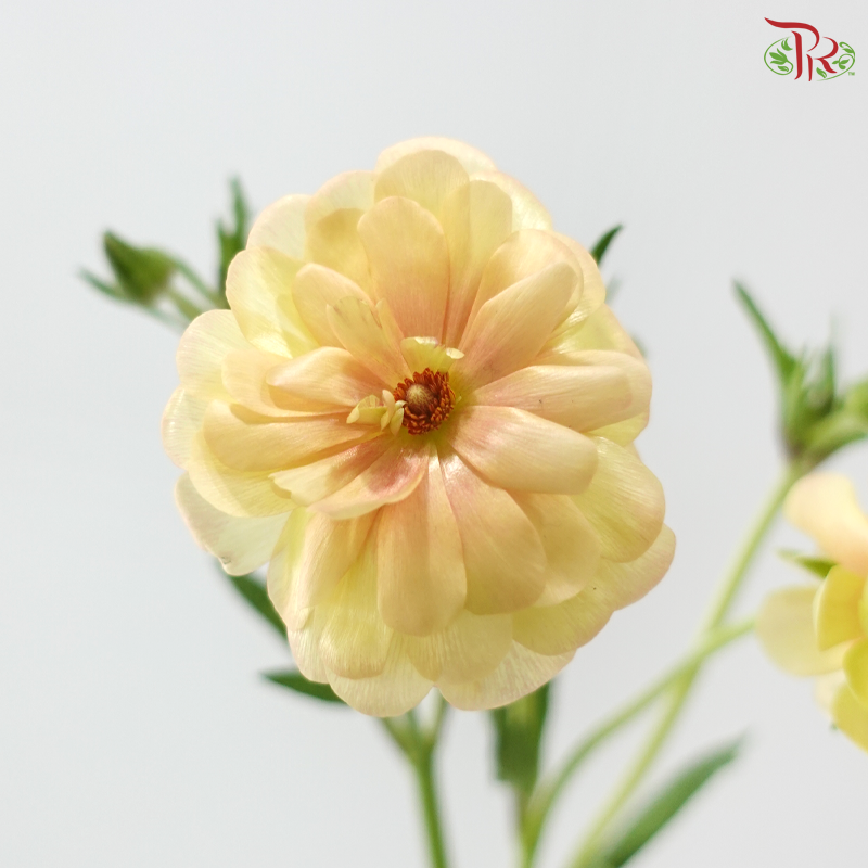 Ranunculus Butterfly - Salmon (5 Stems) **Fragile**