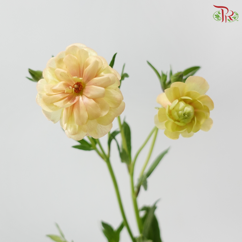 Ranunculus Butterfly - Salmon (5 Stems) **Fragile**
