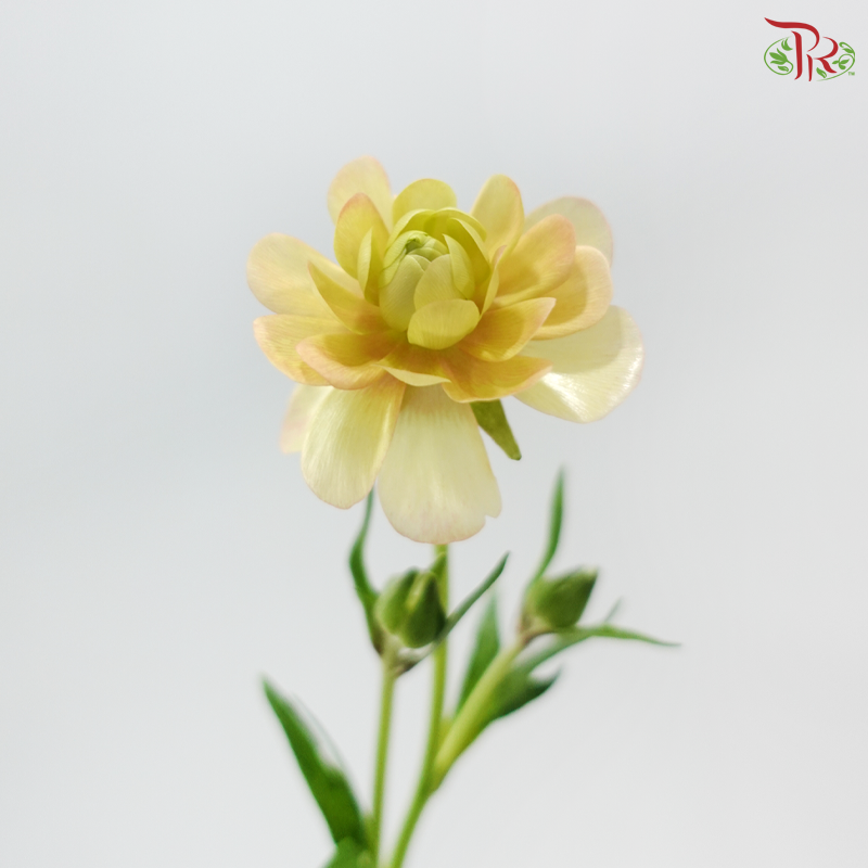 Ranunculus Butterfly - Salmon (5 Stems) **Fragile**