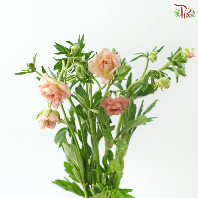 Ranunculus Butterfly - Salmon (5 Stems) **Fragile**