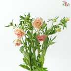 Ranunculus Butterfly - Salmon (5 Stems) **Fragile**