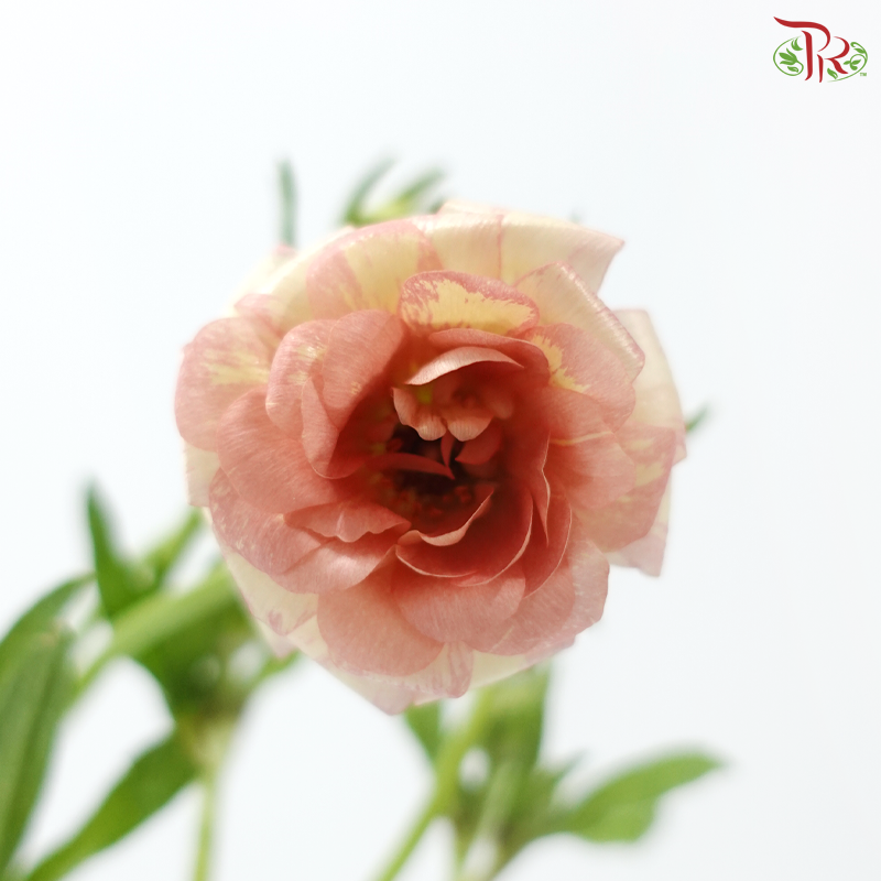 Ranunculus Butterfly - Salmon (5 Stems) **Fragile**