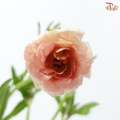Ranunculus Butterfly - Salmon (5 Stems) **Fragile**
