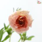 Ranunculus Butterfly - Salmon (5 Stems) **Fragile**
