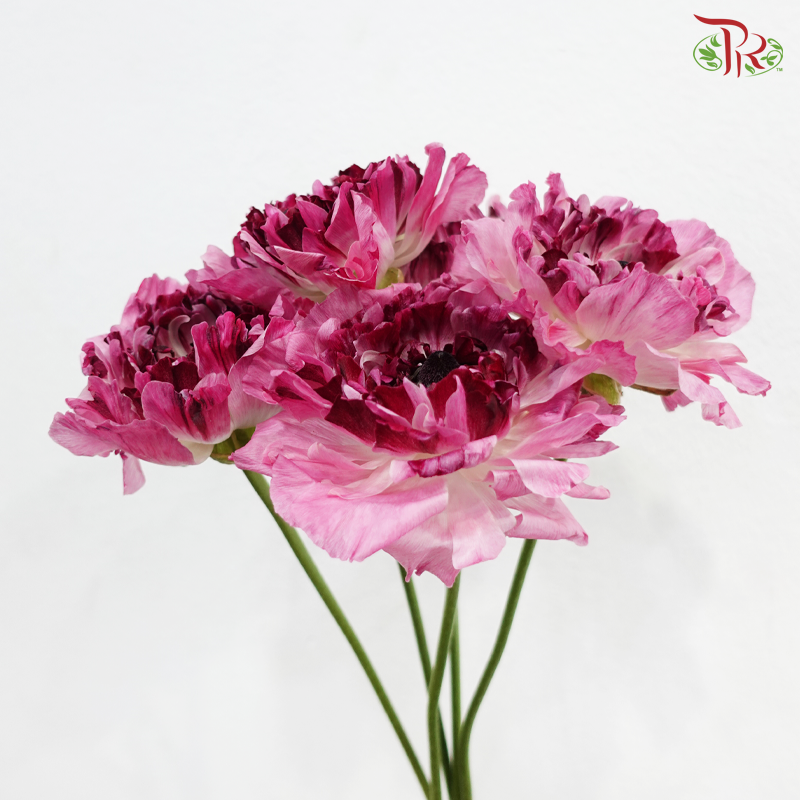 Ranunculus Charlotte Pink - (2 Stems) *Fragile
