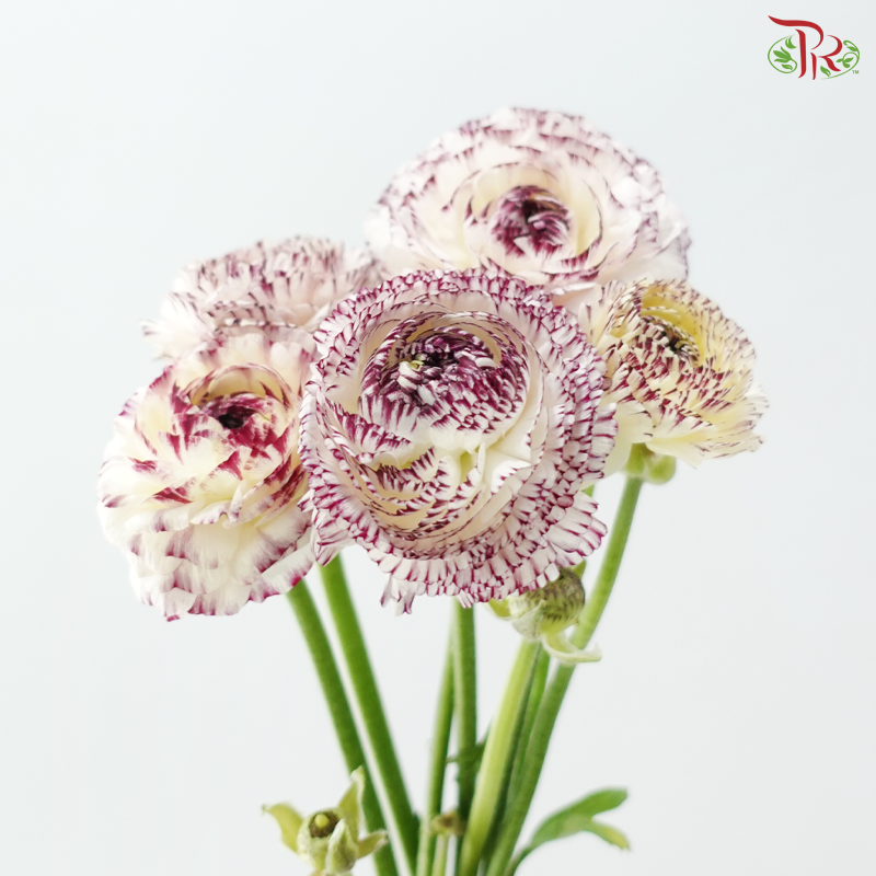 Ranunculus - White With Purple Lining (5 Stems) *Fragile
