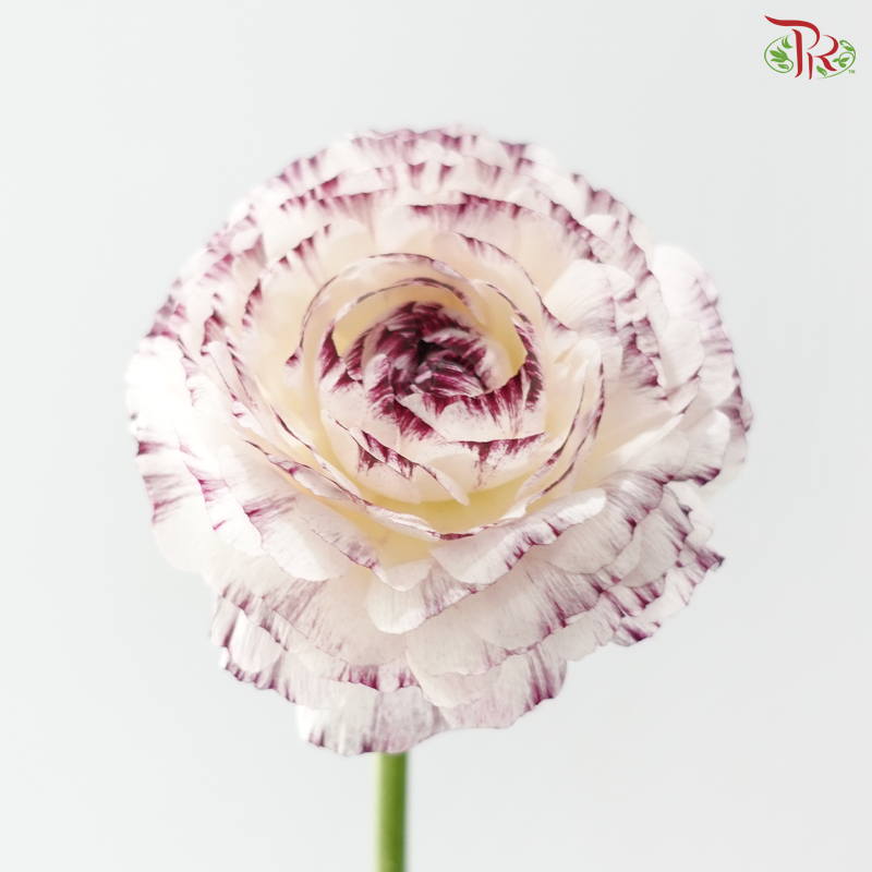 Ranunculus - White With Purple Lining (5 Stems) *Fragile
