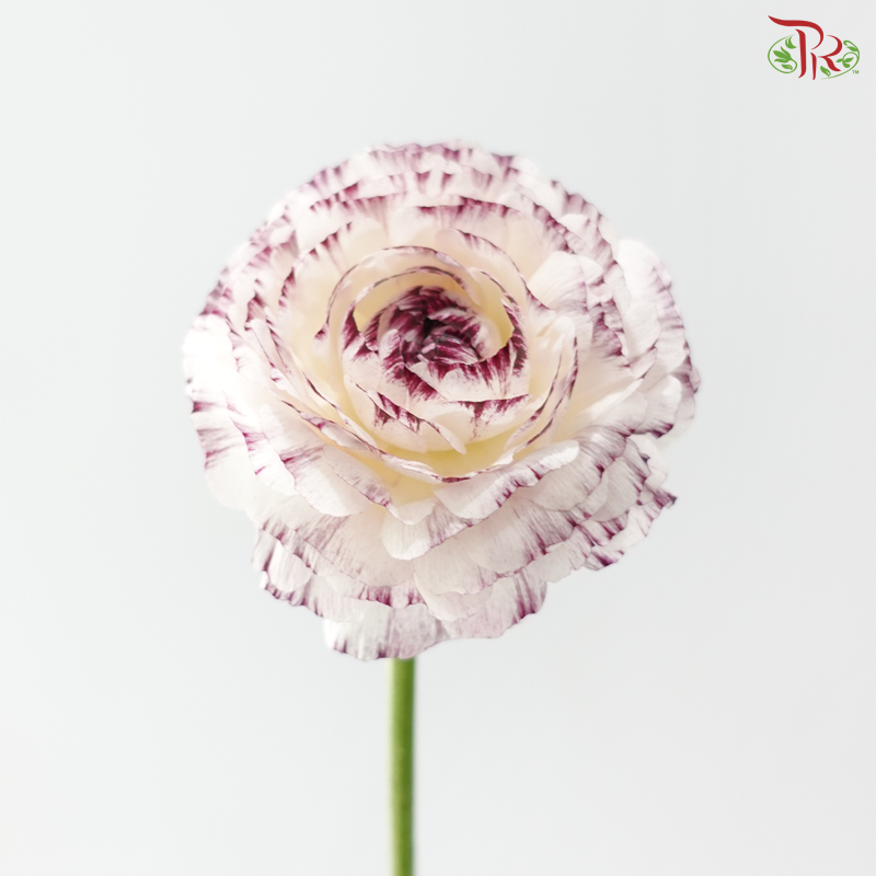 Ranunculus - White With Purple Lining (5 Stems) *Fragile