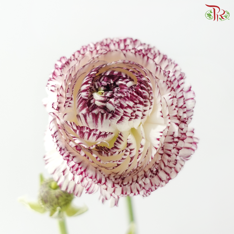 Ranunculus - White With Purple Lining (5 Stems) *Fragile