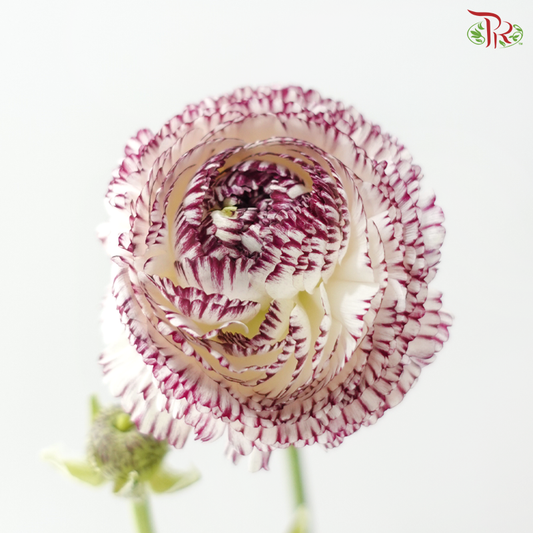 Ranunculus - White With Purple Lining (5 Stems) *Fragile