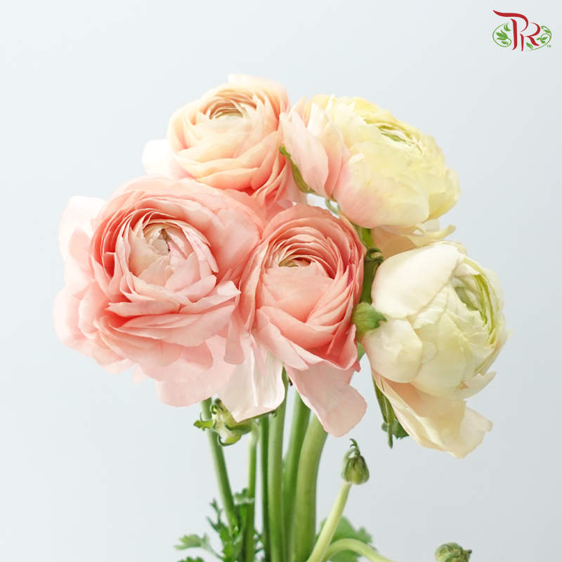 Ranunculus Cloni - Champagne (Per Bunch) *Fragile