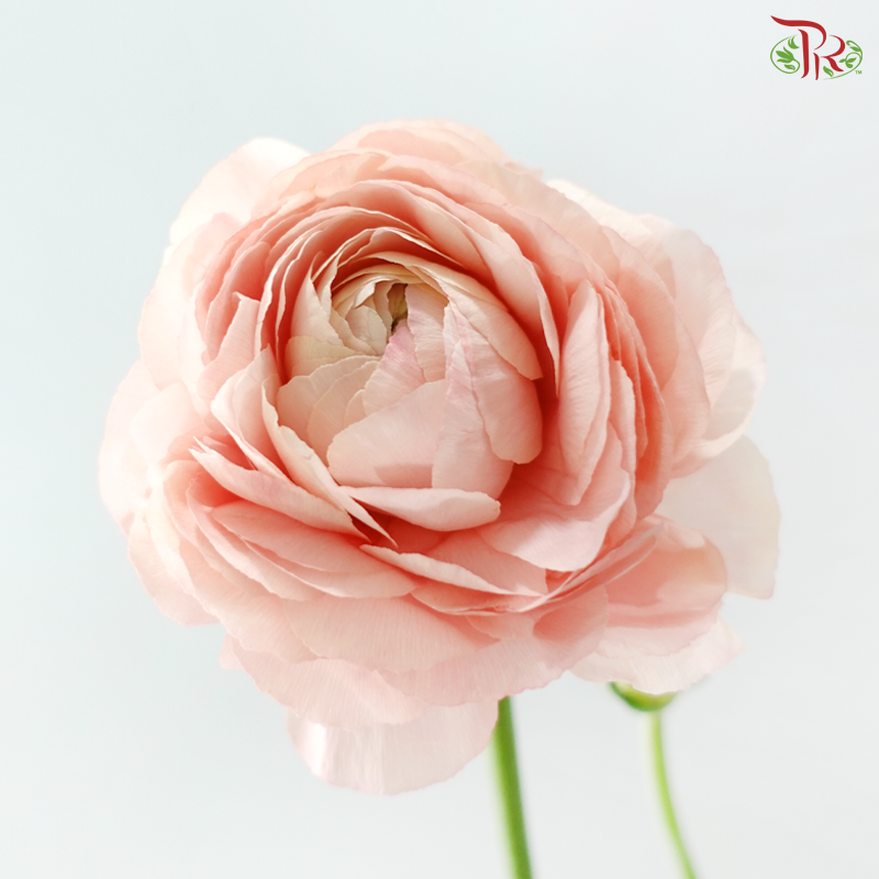 Ranunculus Cloni - Champagne (Per Bunch) *Fragile