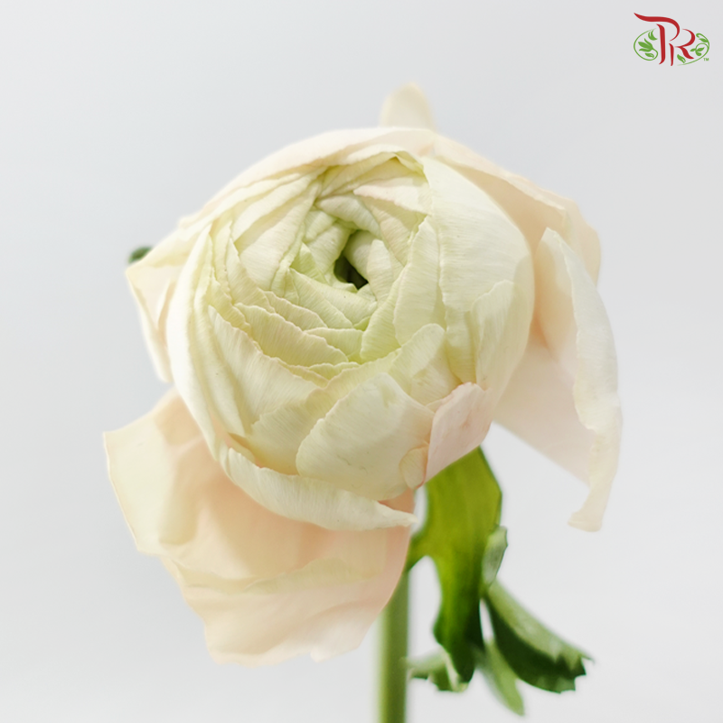 Ranunculus Cloni - Champagne (Per Bunch) *Fragile