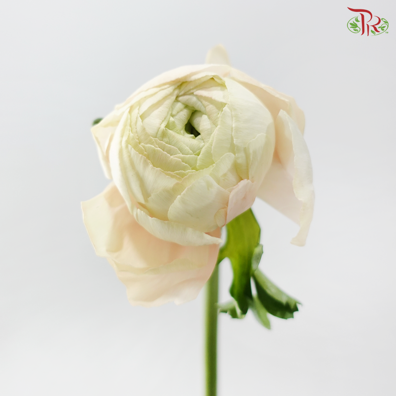 Ranunculus Cloni - Champagne (Per Bunch) *Fragile