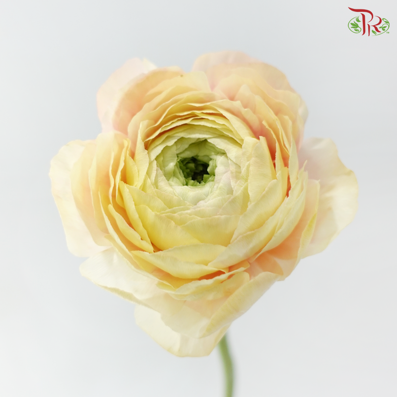 Ranunculus Cloni - Champagne (Per Bunch) *Fragile