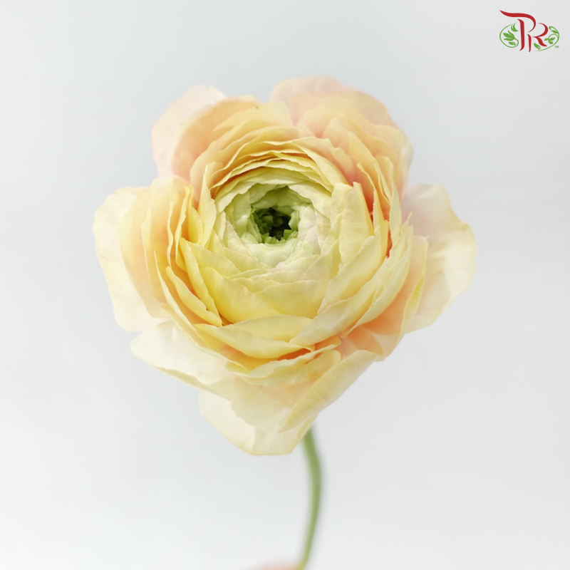 Ranunculus Cloni - Champagne (Per Bunch) *Fragile