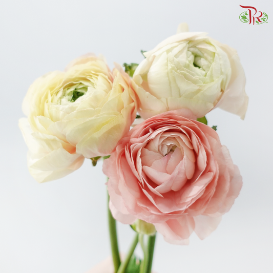 Ranunculus Cloni - Champagne (Per Bunch) *Fragile