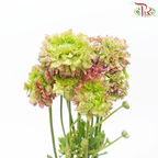 Ranunculus Pon Pon - Tone Pink/ Dark Pink (Per Bunch) - Pudu Ria Florist
