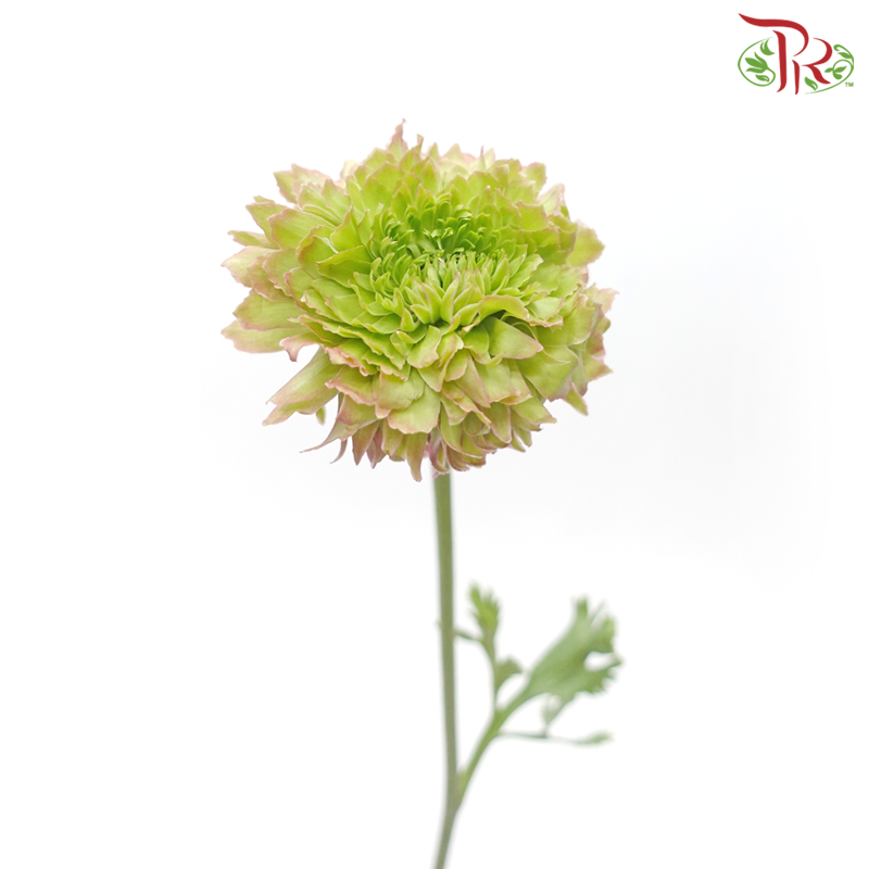 Ranunculus Pon Pon - Tone Pink/ Dark Pink (Per Bunch) - Pudu Ria Florist