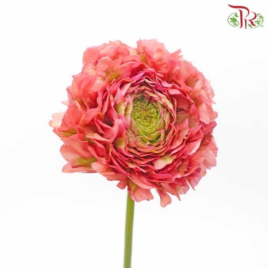 Ranunculus Pon Pon - Fire (Per Bunch) - Pudu Ria Florist