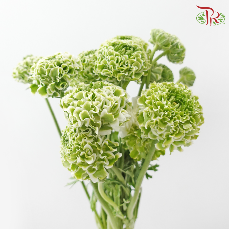 Ranunculus Pon Pon - Bicolour Green With White (Per Bunch) **Fragile