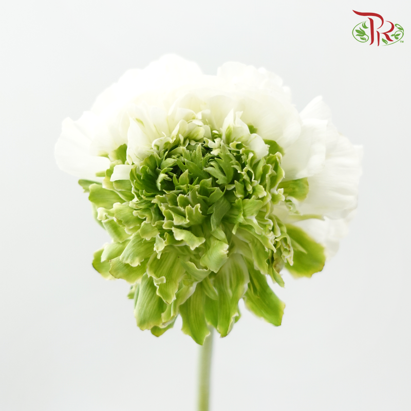 Ranunculus Pon Pon - Bicolour Green With White (Per Bunch) **Fragile