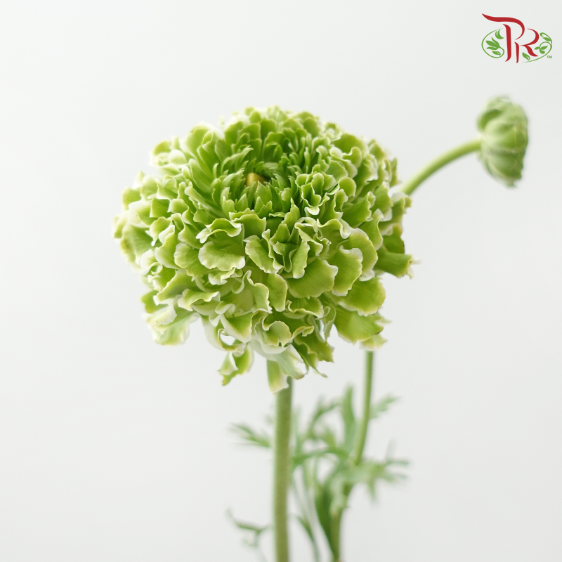 Ranunculus Pon Pon - Bicolour Green With White (Per Bunch) **Fragile