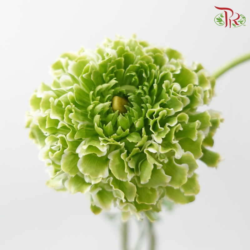 Ranunculus Pon Pon - Bicolour Green With White (Per Bunch) **Fragile