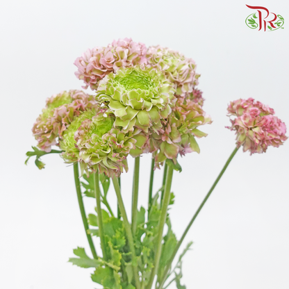 Ranunculus Pon Pon - Light Pink (Per Bunch) - Pudu Ria Florist
