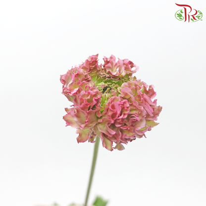 Ranunculus Pon Pon - Light Pink (Per Bunch) - Pudu Ria Florist