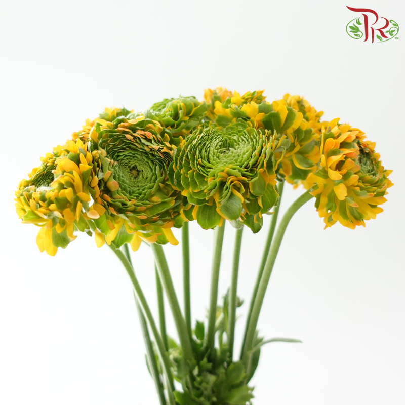 Ranunculus Pon Pon - Bicolour Golden With Green (Per Bunch)