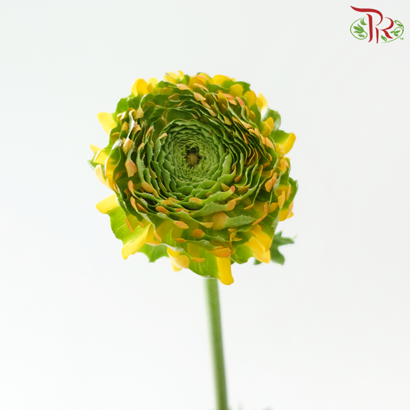 Ranunculus Pon Pon - Bicolour Golden With Green (Per Bunch)