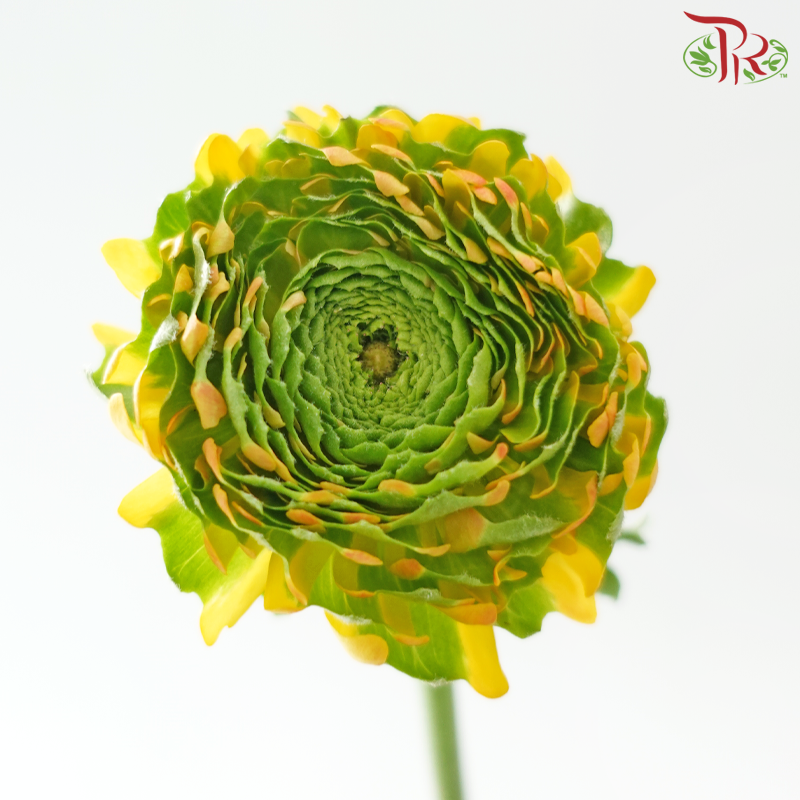 Ranunculus Pon Pon - Bicolour Golden With Green (Per Bunch)