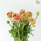 Ranunculus - Champagne (Per Bunch) **Fragile**