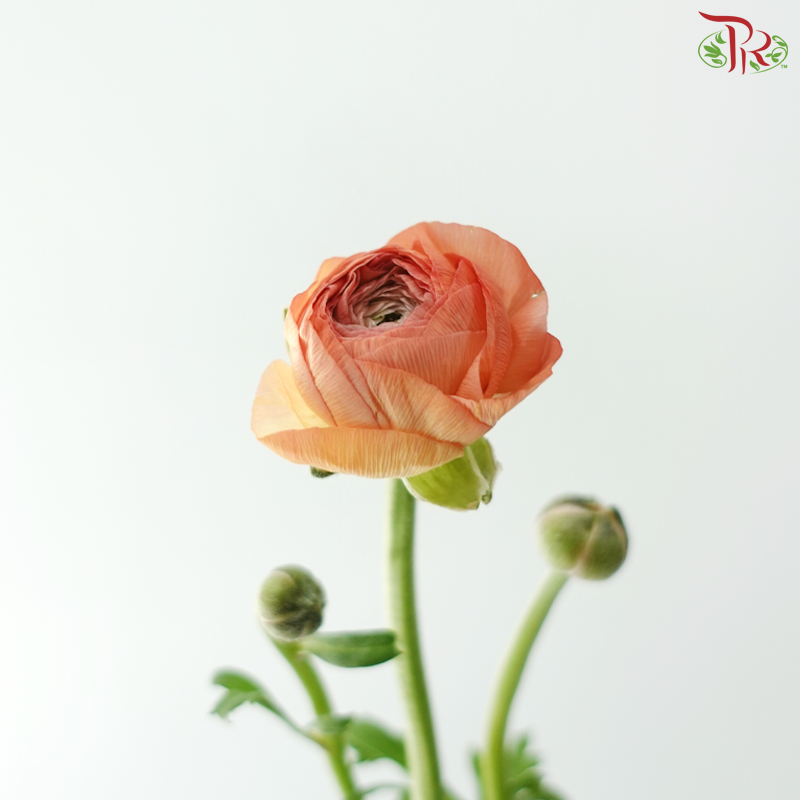 Ranunculus - Champagne (Per Bunch) **Fragile**