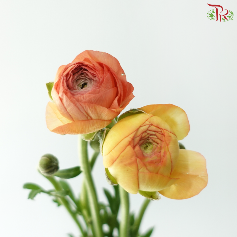 Ranunculus - Champagne (Per Bunch) **Fragile**