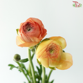 Ranunculus - Champagne (Per Bunch) **Fragile**