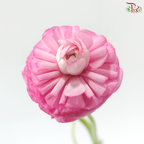 Ranunculus - Cherry Pink (Per Bunch) **Fragile**
