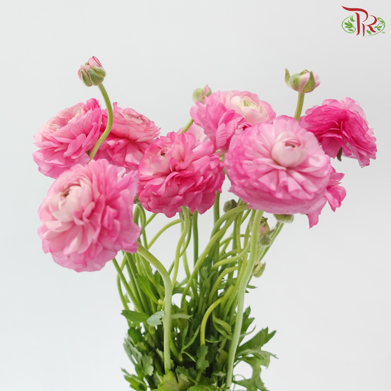 Ranunculus - Cherry Pink (Per Bunch) **Fragile**