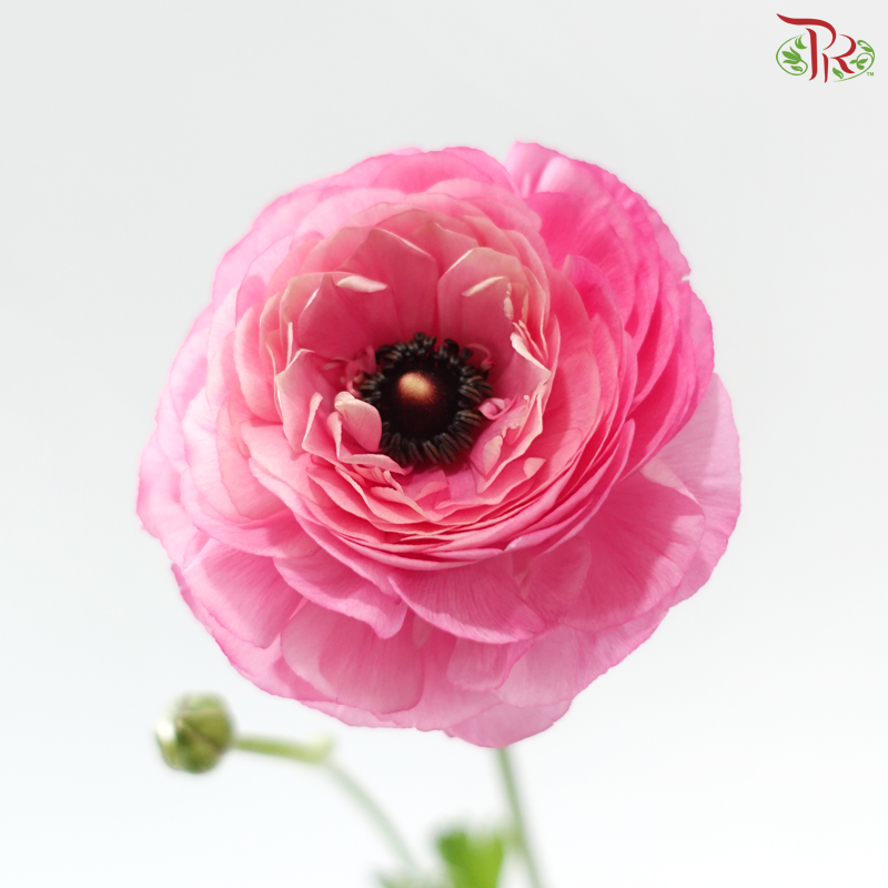 Ranunculus - Cherry Pink (Per Bunch) **Fragile**