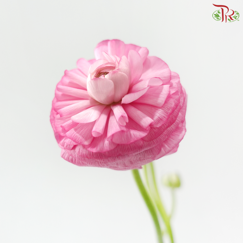 Ranunculus - Cherry Pink (Per Bunch) **Fragile**