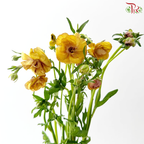Ranunculus Butterfly - Gold Orange (5 Stems)