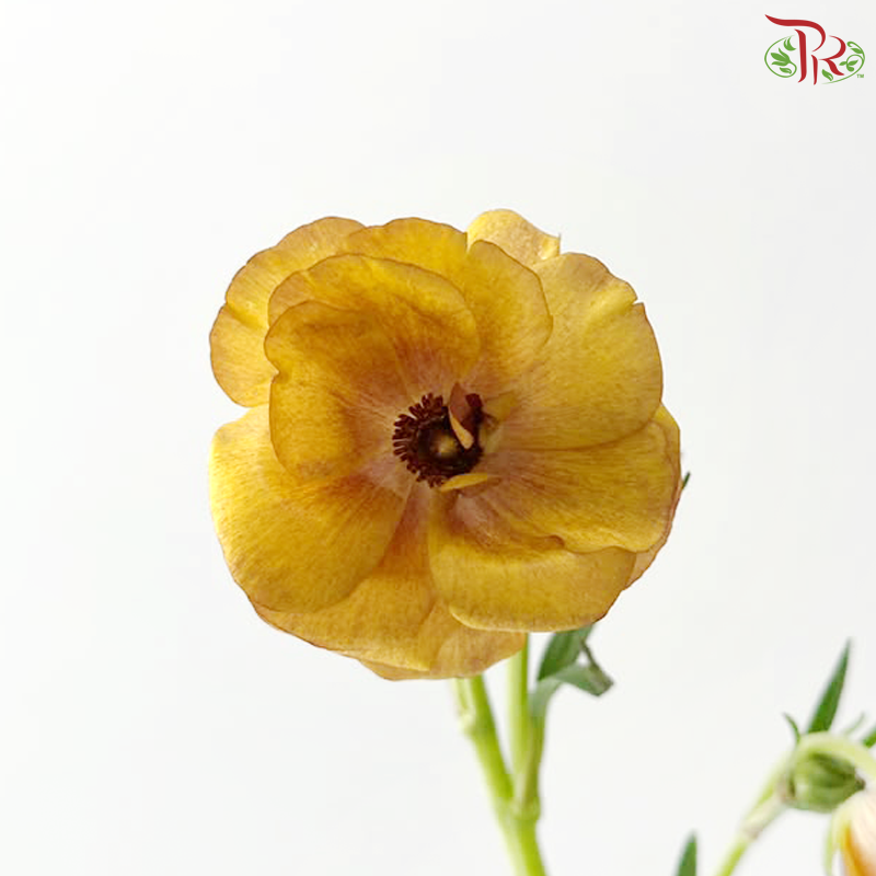 Ranunculus Butterfly - Gold Orange (5 Stems)