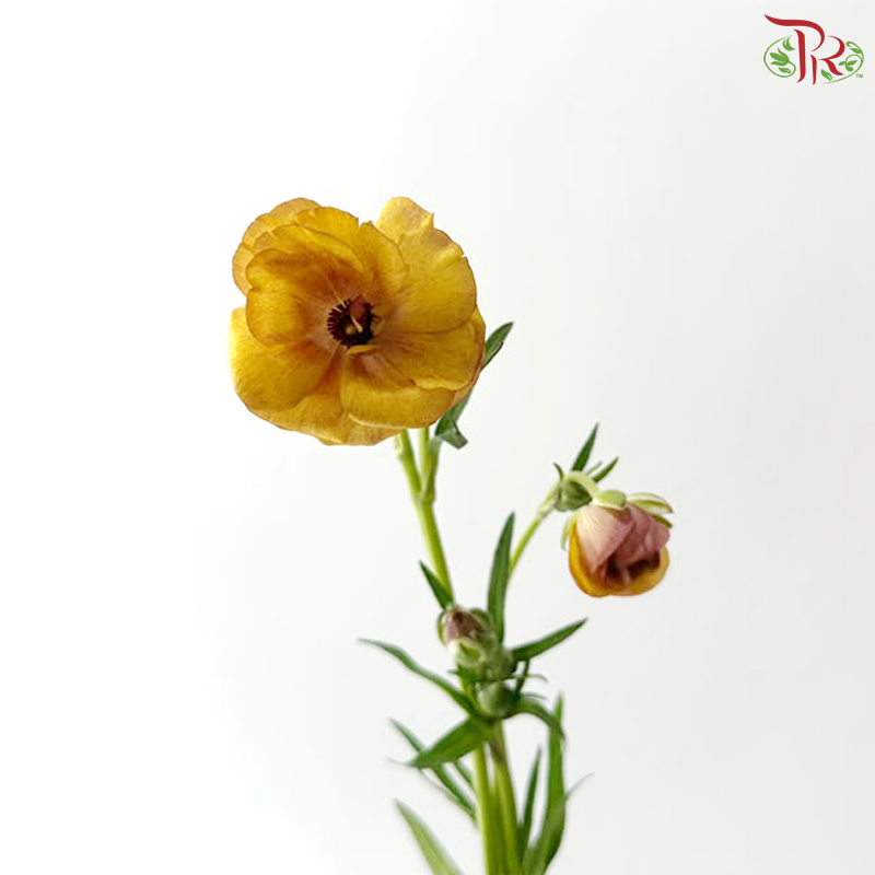 Ranunculus Butterfly - Gold Orange (5 Stems)