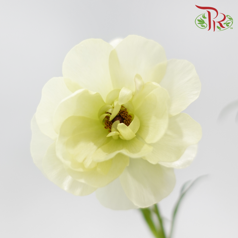 Ranunculus Butterfly - Graces (5 Stems) **Fragile**
